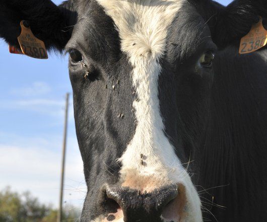 Gros plan d'un tête de vache noire et blanche