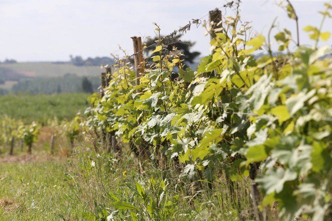 Plan serré sur un rang de vigne au printemps